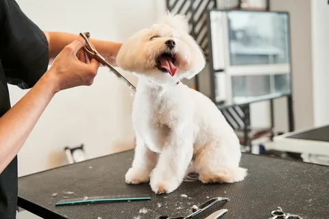 Dog Groomers